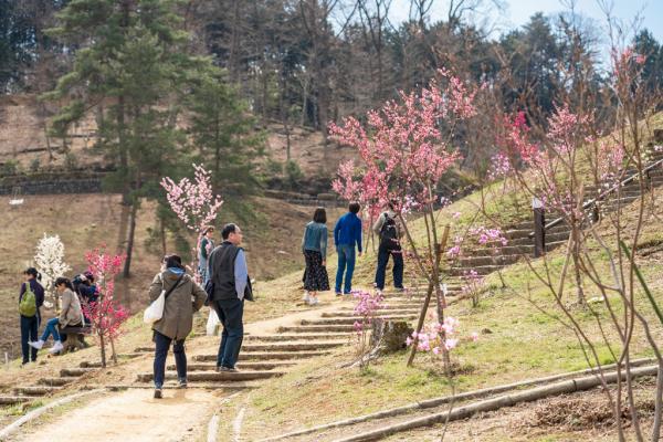 梅の公園の画像