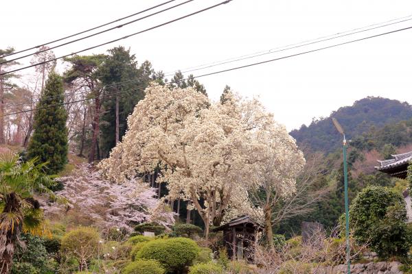 即清寺の画像1