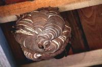 スズメバチ等の巣
