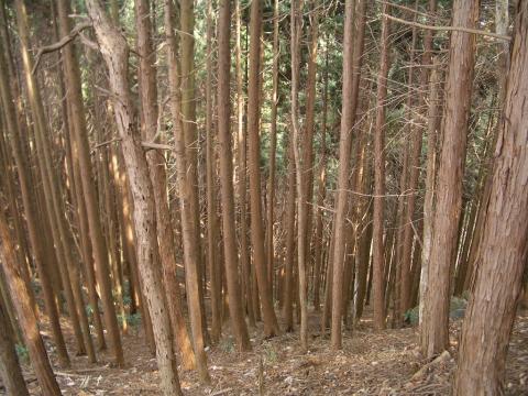 荒廃山林の画像